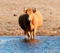 Cow at pond